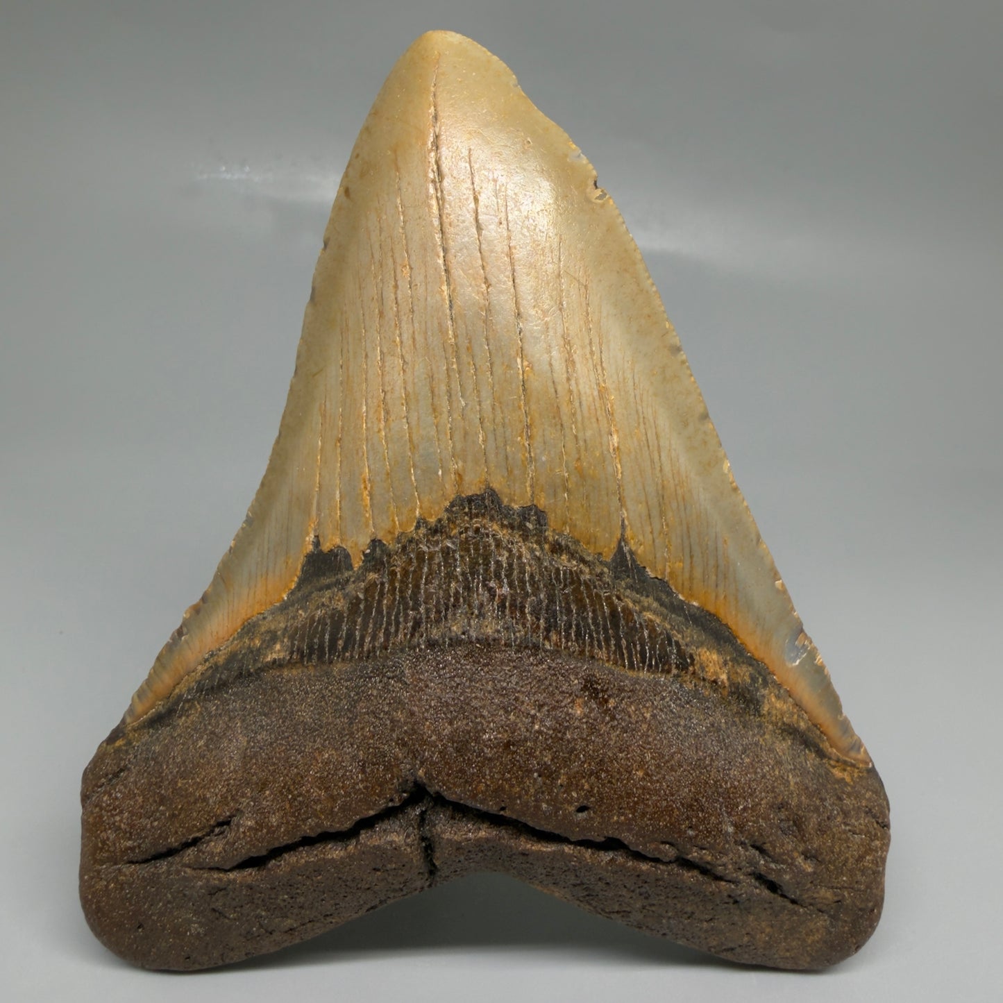 Front View Colorful 4.81" Authentic Megalodon Tooth – North Carolina Fossil | Carcharocles megalodon CM6519