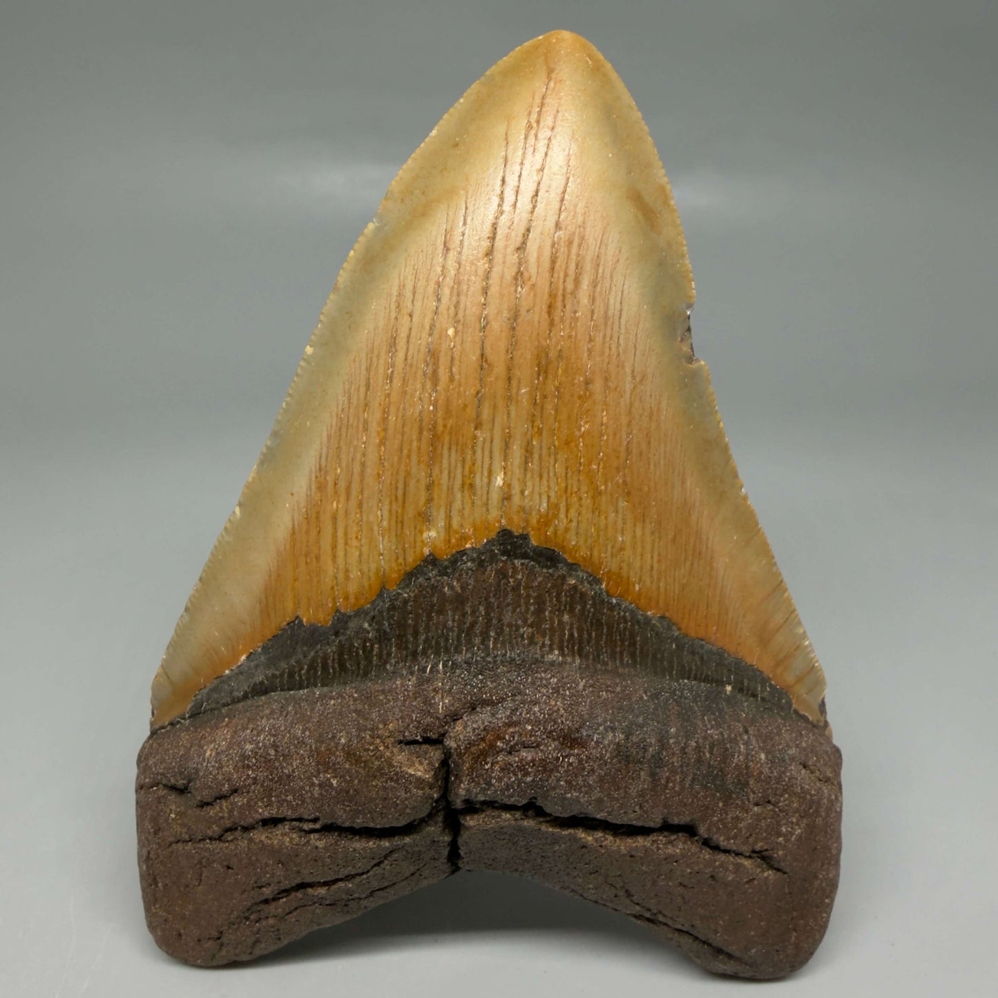 Front View Colorful 4.82" Authentic Megalodon Tooth – North Carolina Fossil | Carcharocles megalodon CM6474