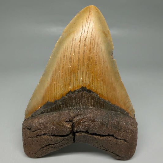 Front View Colorful 4.82" Authentic Megalodon Tooth – North Carolina Fossil | Carcharocles megalodon CM6474
