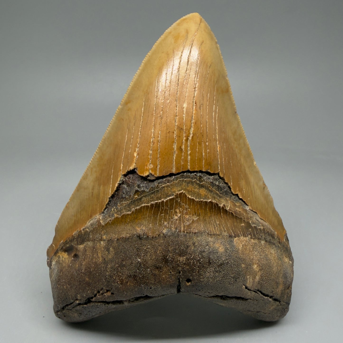 Front View Colorful 4.84" Authentic Megalodon Tooth – North Carolina Fossil | Carcharocles megalodon CM6059