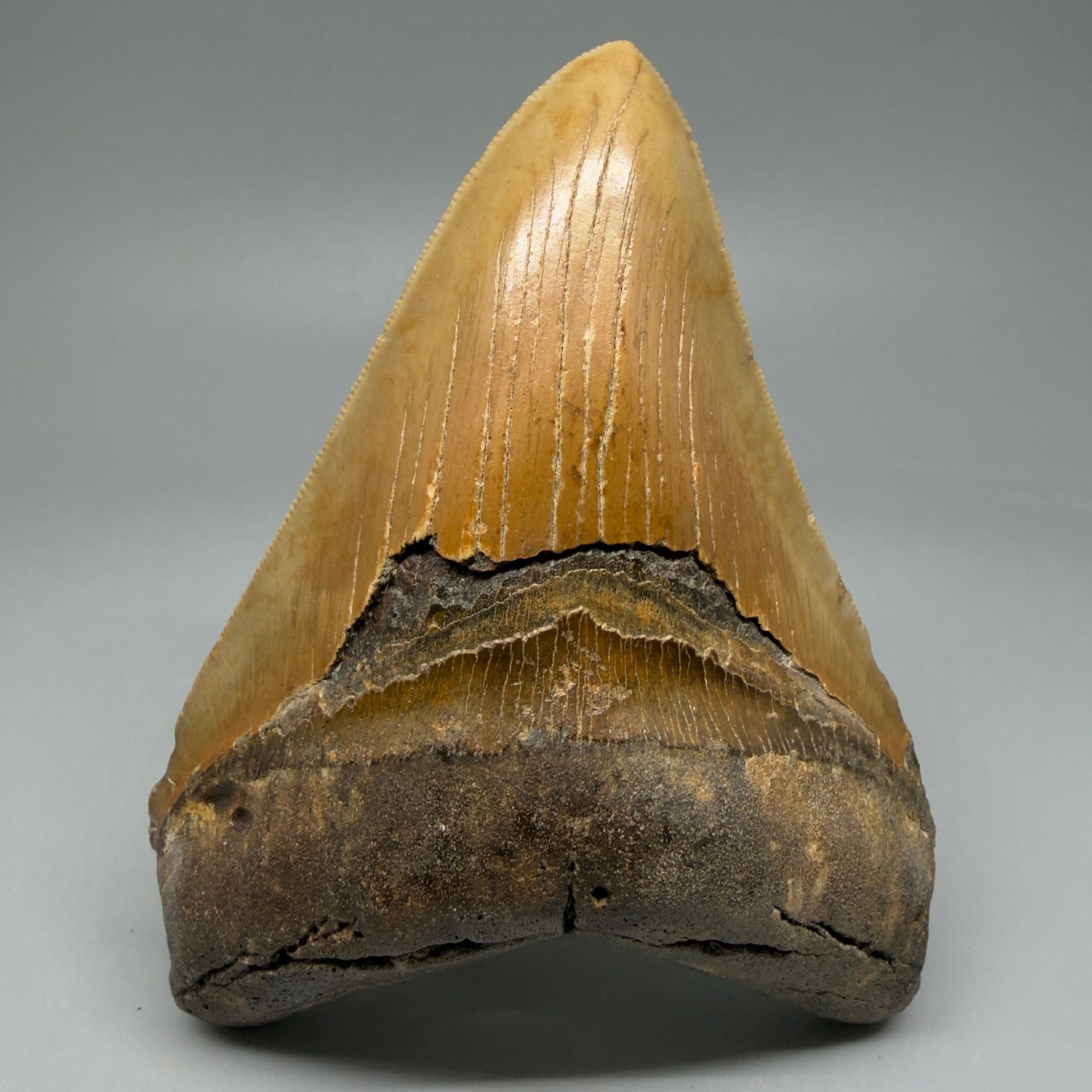 Front View Colorful 4.84" Authentic Megalodon Tooth – North Carolina Fossil | Carcharocles megalodon CM6059