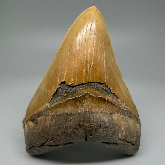 Front View Colorful 4.84" Authentic Megalodon Tooth – North Carolina Fossil | Carcharocles megalodon CM6059