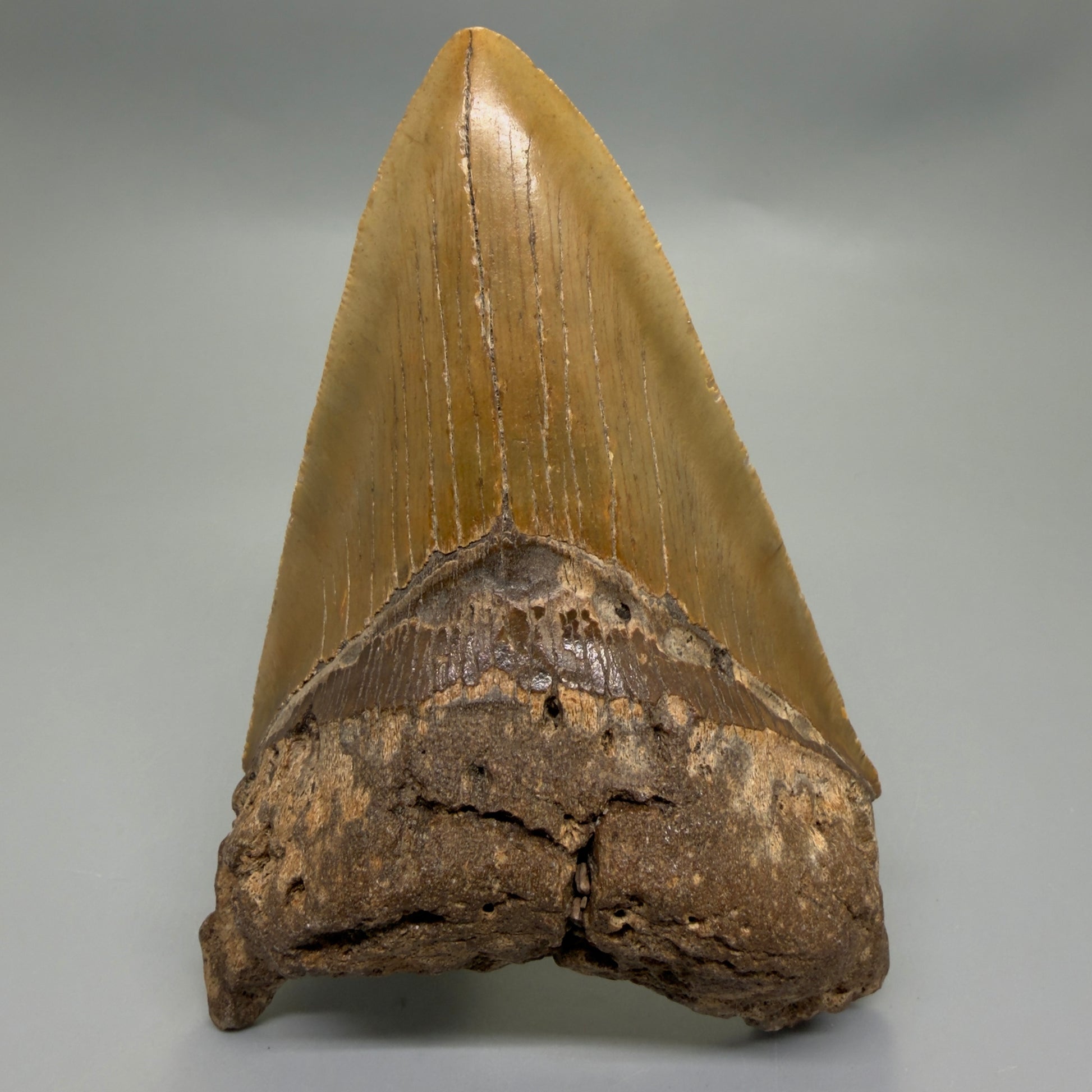 Front View Colorful 4.89" Authentic Megalodon Tooth – North Carolina Fossil | Carcharocles megalodon CM6316
