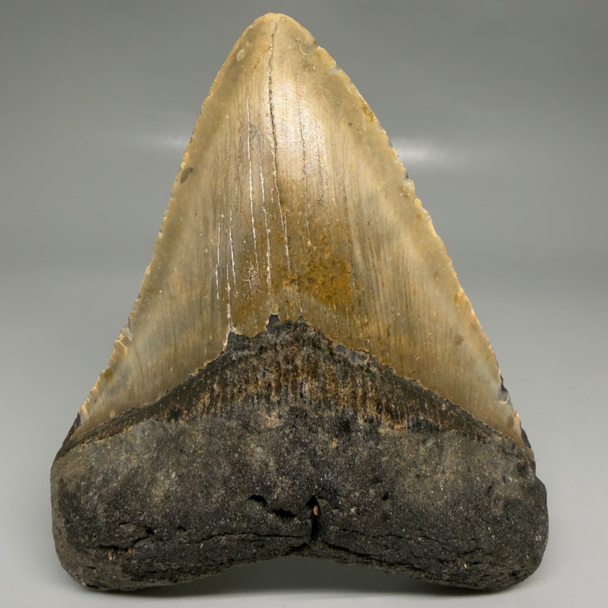 Front View Colorful 4.89" Authentic Megalodon Tooth – North Carolina Fossil | Carcharocles megalodon CM6520 - 1