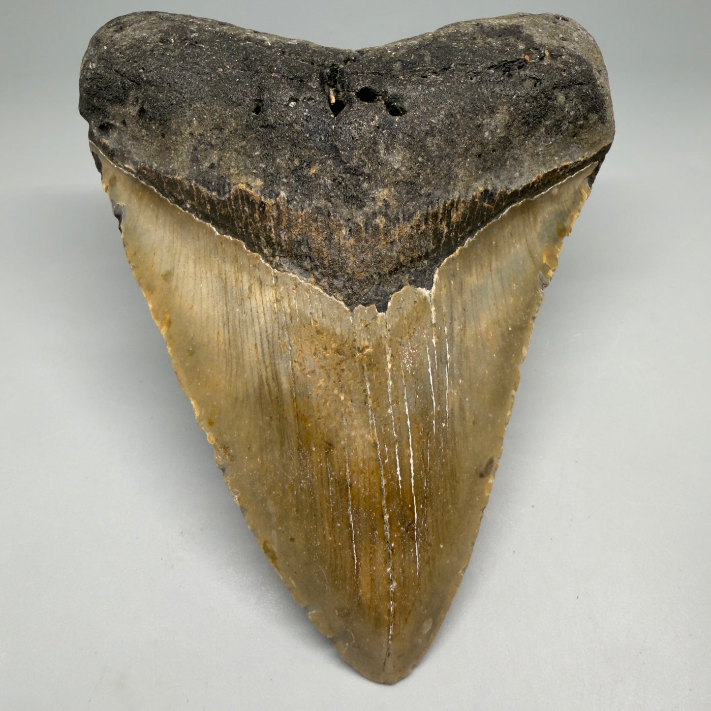 Front View Colorful 4.89" Authentic Megalodon Tooth – North Carolina Fossil | Carcharocles megalodon CM6520