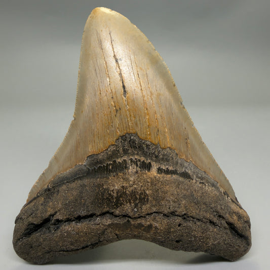 Front View Colorful 4.92" Authentic Megalodon Tooth – North Carolina Fossil | Carcharocles megalodon CM6317