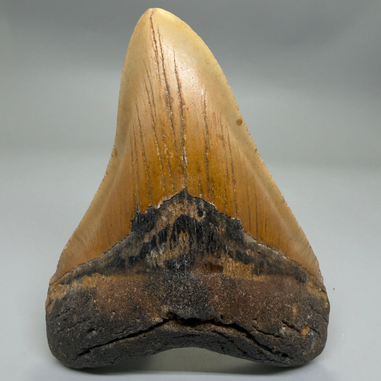 Front View Colorful 4.93" Authentic Megalodon Tooth – North Carolina Fossil | Carcharocles megalodon CM5318