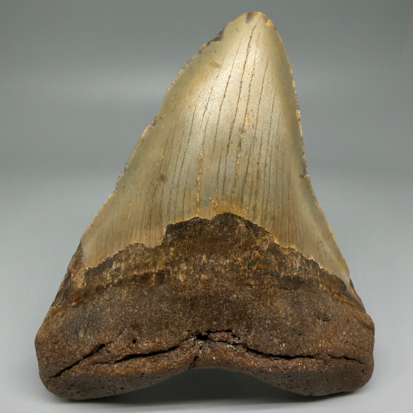Front View Colorful 4.95" Authentic Megalodon Tooth – North Carolina Fossil | Carcharocles megalodon CM5476 