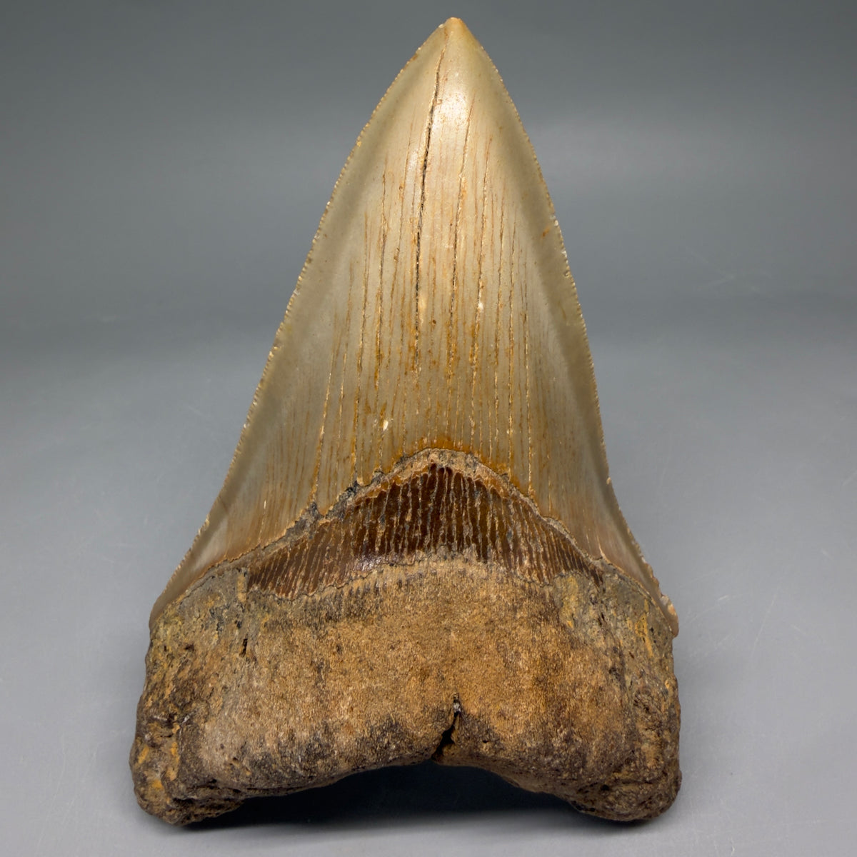 Front View Colorful 4.95" Authentic Megalodon Tooth – North Carolina Fossil | Carcharocles megalodon megalodonteeth.com CM6660 