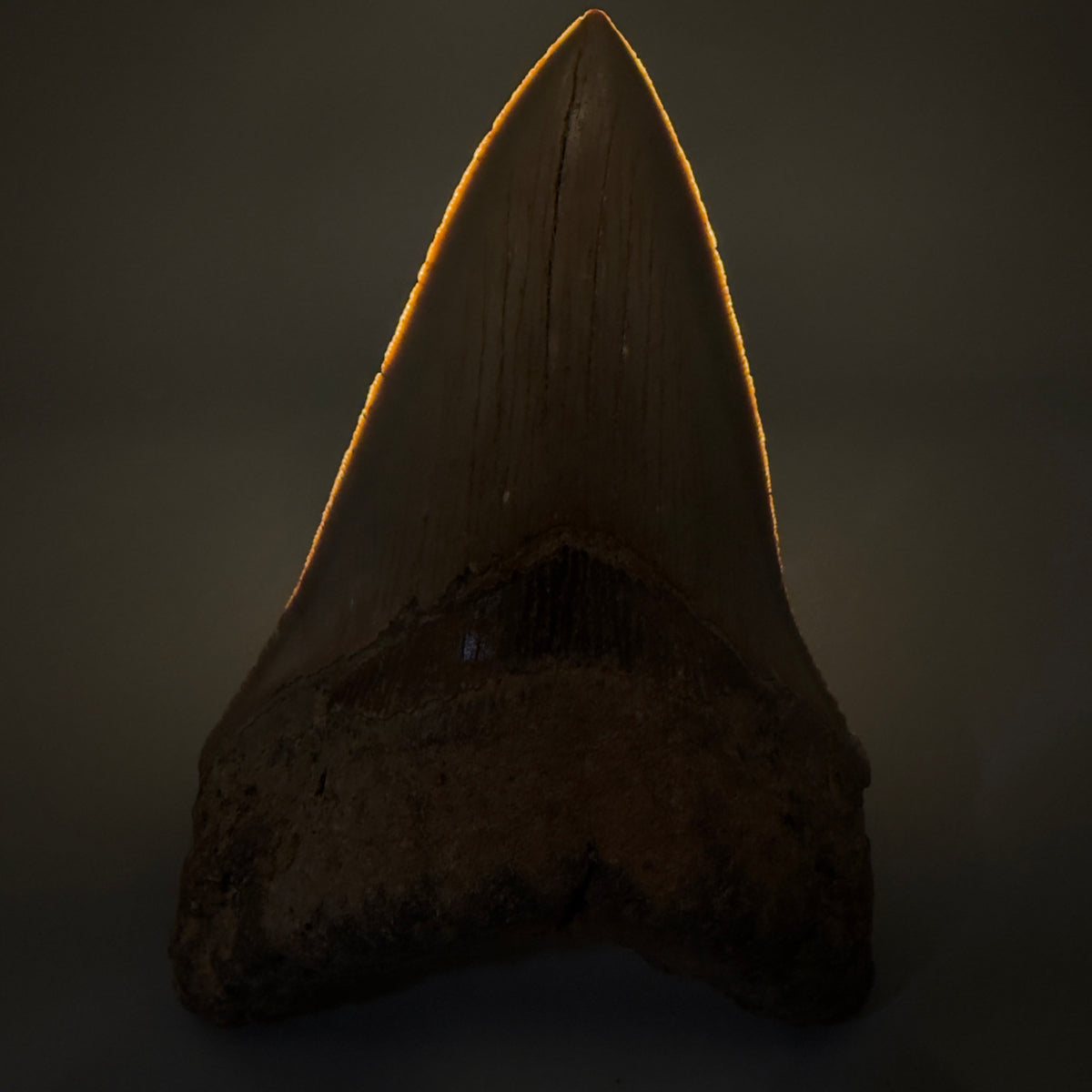 Front View Colorful 4.95" Authentic Megalodon Tooth – North Carolina Fossil | Carcharocles megalodon megalodonteeth.com CM6660 - 1