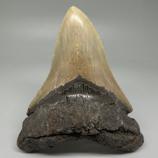 Front View Colorful 4.96" Authentic Megalodon Tooth – North Carolina Fossil | Carcharocles megalodon CM6060