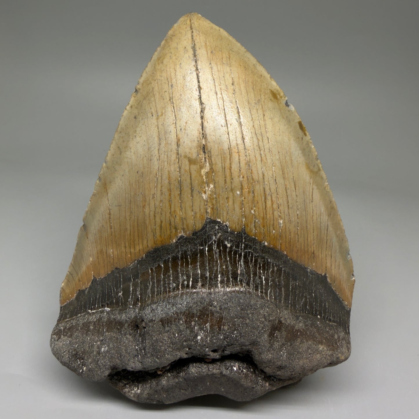 Front View Colorful 4.97" Authentic Megalodon Tooth – North Carolina Fossil | Carcharocles megalodon CM5747