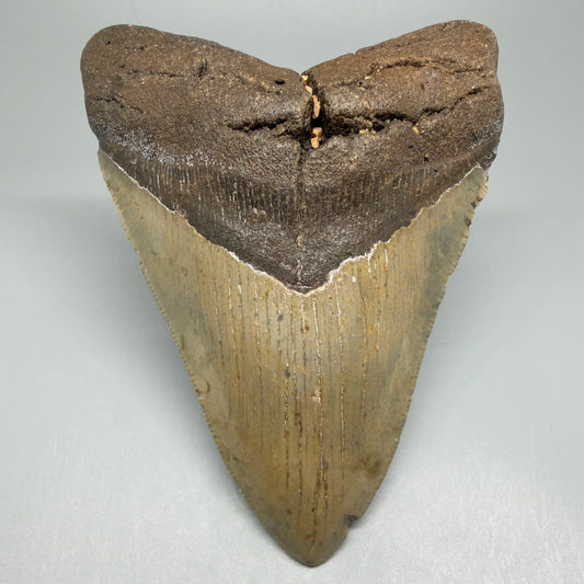 Front View Colorful 4.98" Authentic Megalodon Tooth – North Carolina Fossil | Carcharocles megalodon CM5478