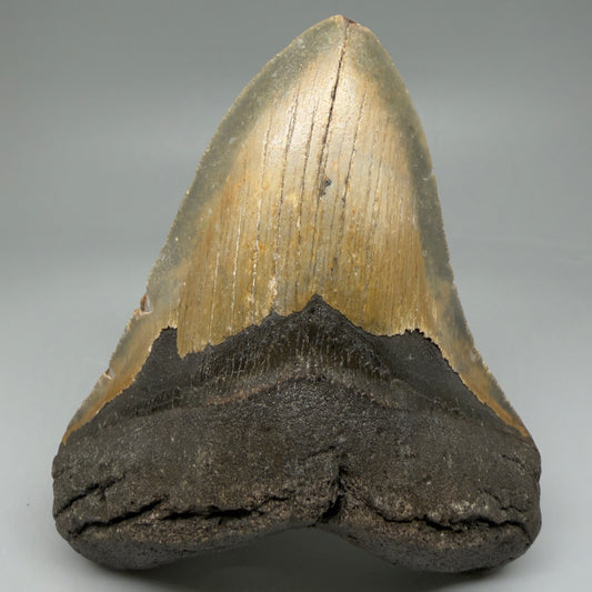 Front View Colorful 4.98" Authentic Megalodon Tooth – North Carolina Fossil | Carcharocles megalodon CM6061