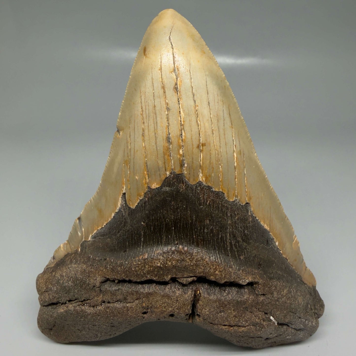 Front View Colorful 5.00" Authentic Megalodon Tooth – North Carolina Fossil | Carcharocles megalodon CM6475
