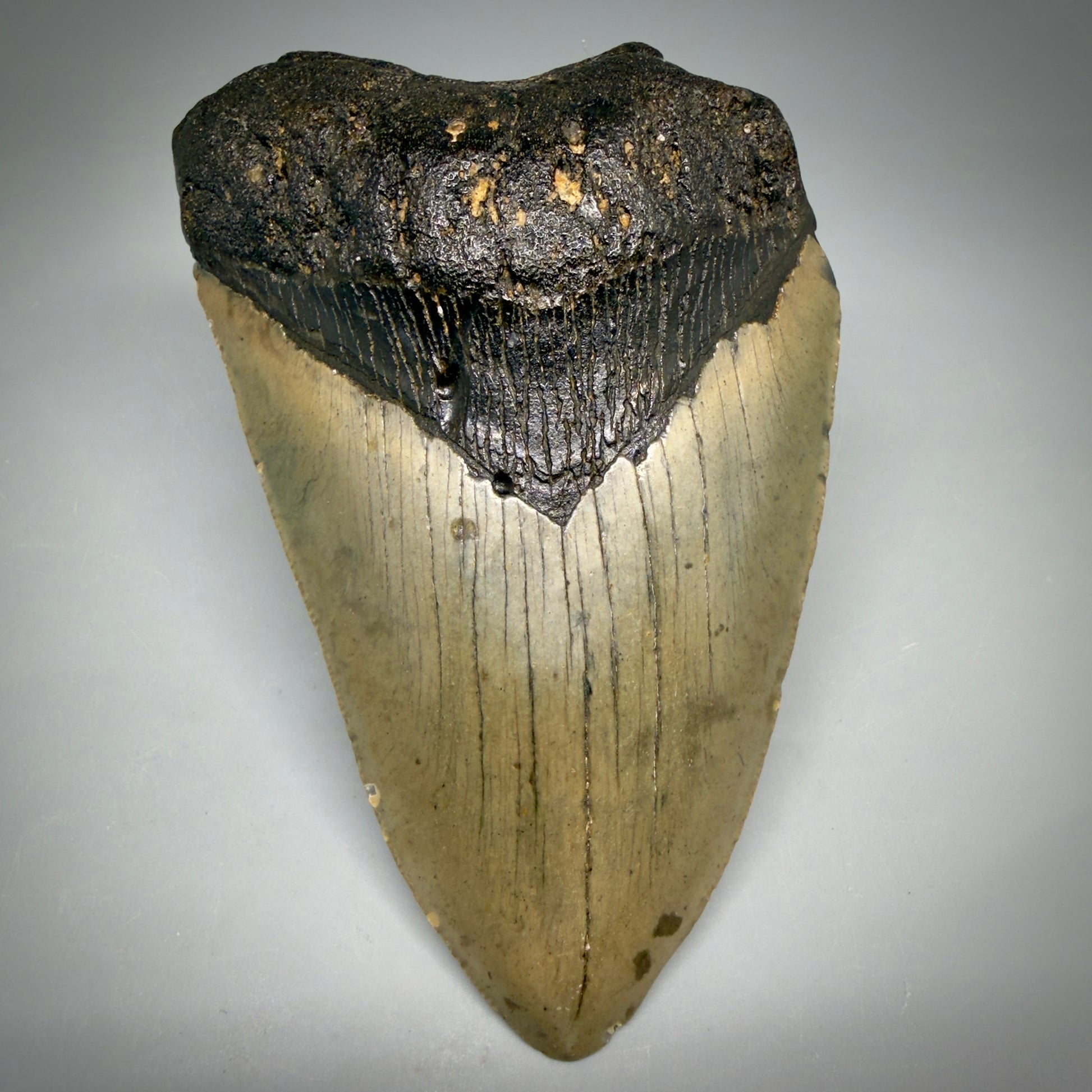 Front View Colorful 5.01" Authentic Megalodon Tooth – North Carolina Fossil | Carcharocles megalodon megalodonteeth.com CM6610