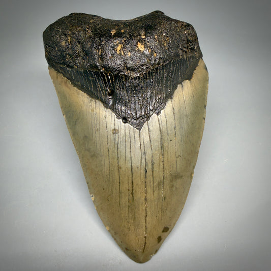 Front View Colorful 5.01" Authentic Megalodon Tooth – North Carolina Fossil | Carcharocles megalodon megalodonteeth.com CM6610