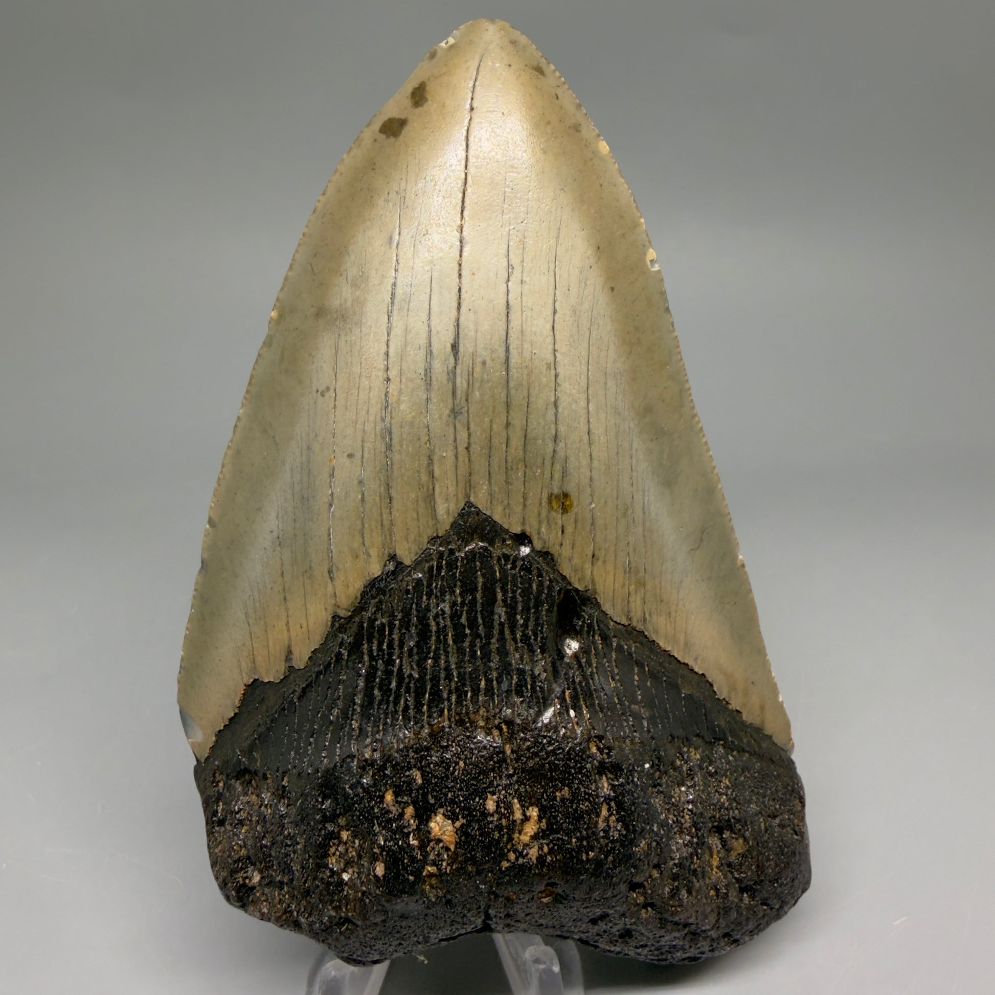 Front View Colorful 5.01" Authentic Megalodon Tooth – North Carolina Fossil | Carcharocles megalodon megalodonteeth.com CM6610 - 1