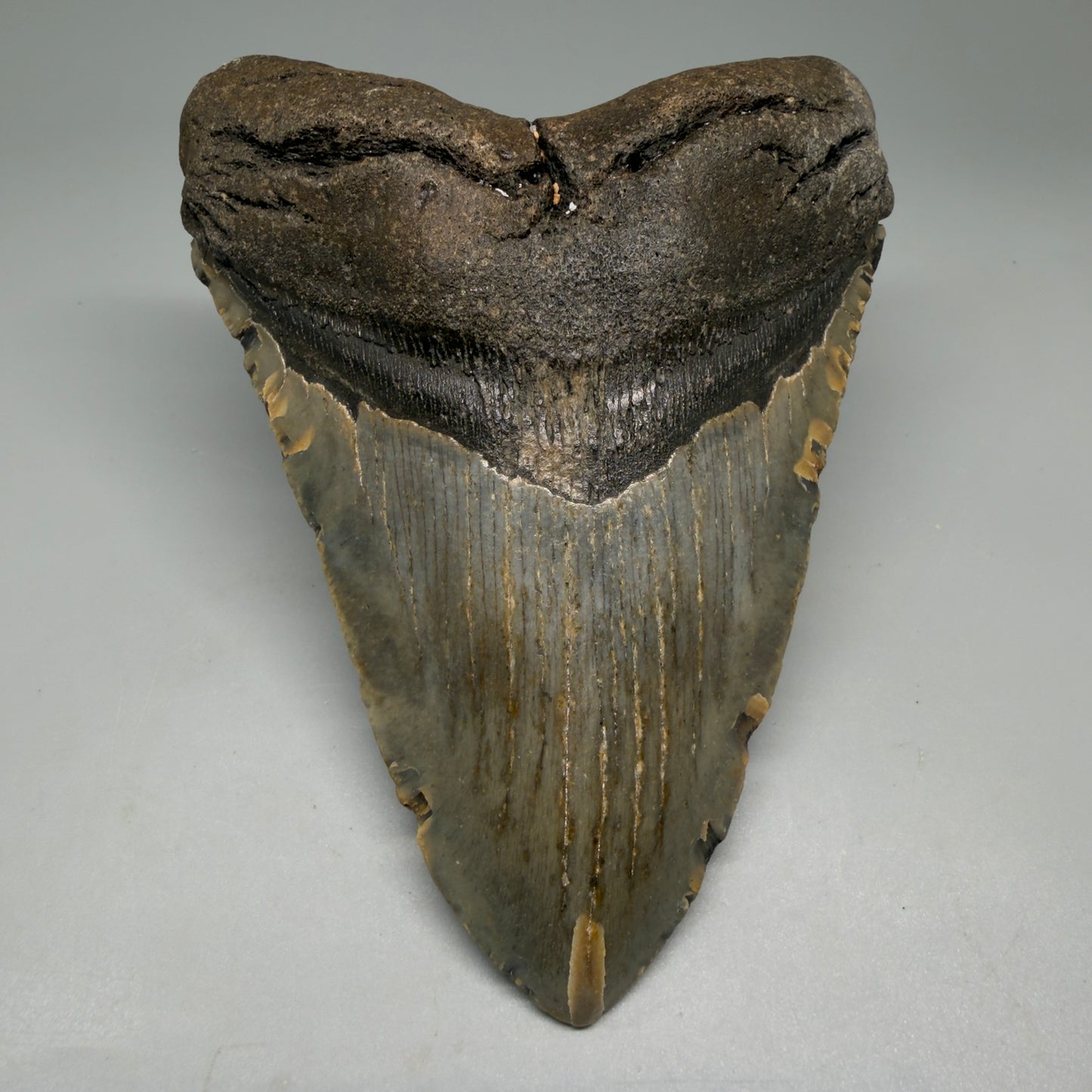 Front View Colorful 5.10" Authentic Megalodon Tooth – North Carolina Fossil | Carcharocles megalodon CM6138