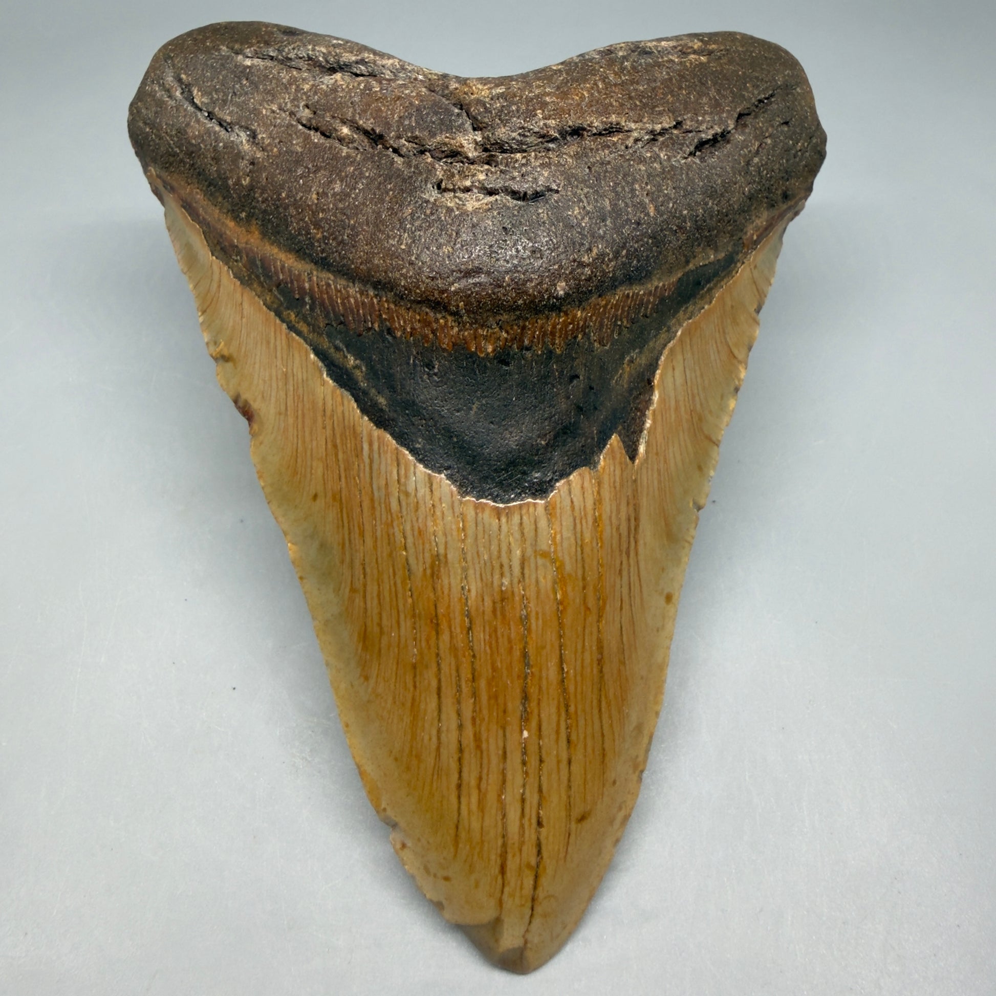 Front View Colorful 5.16" Authentic Fossil Megalodon Tooth – North Carolina CM6452 - 1