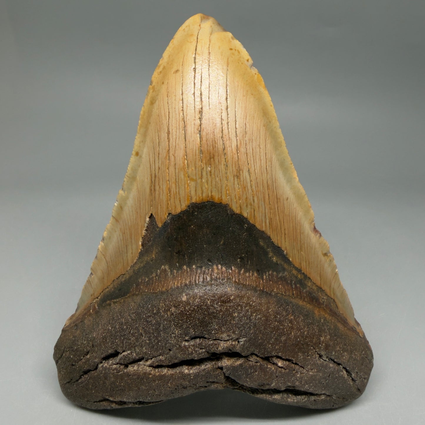 Front View Colorful 5.16" Authentic Fossil Megalodon Tooth – North Carolina CM6452