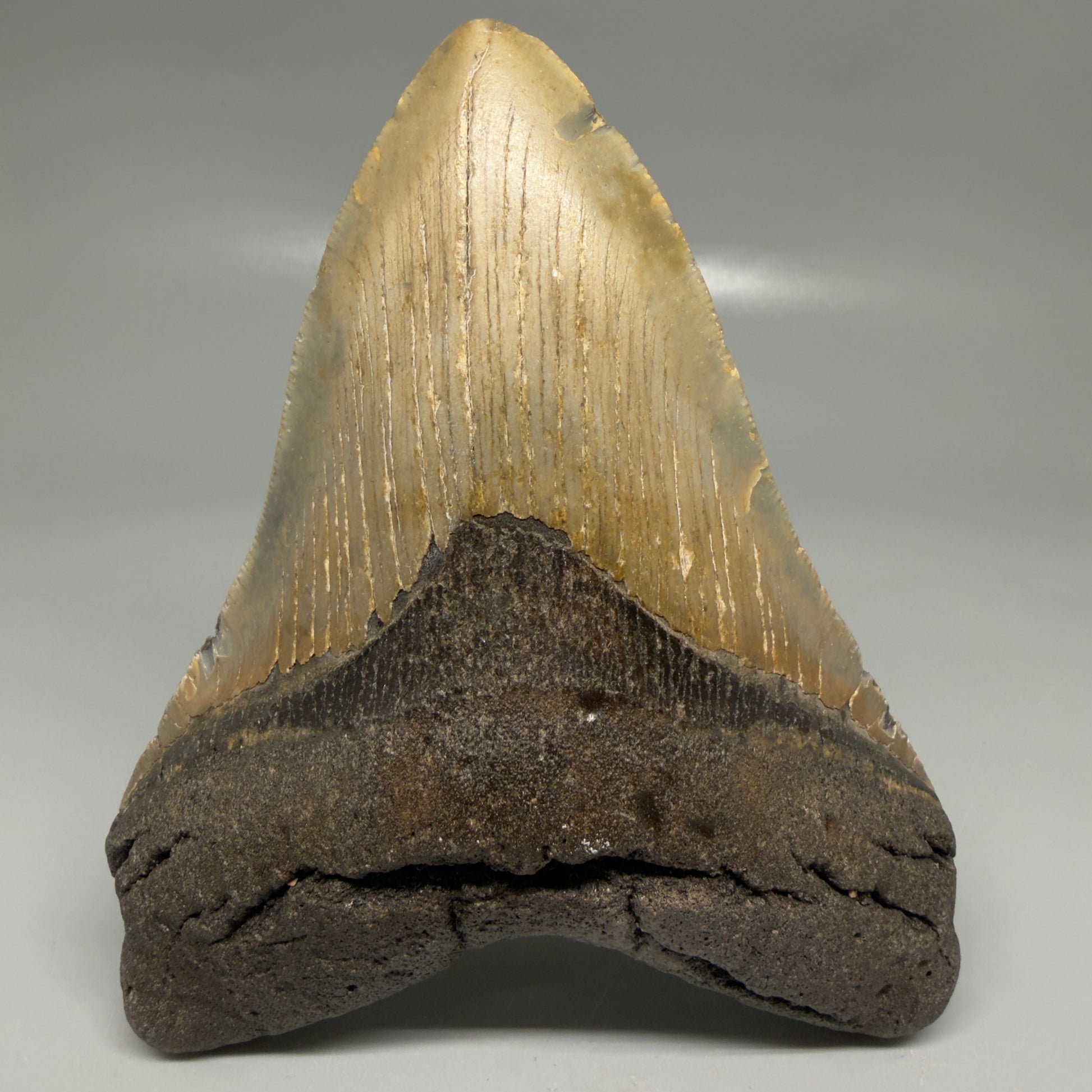 Front View Colorful 5.16" Authentic Megalodon Tooth – North Carolina Fossil | Carcharocles megalodon CM6163