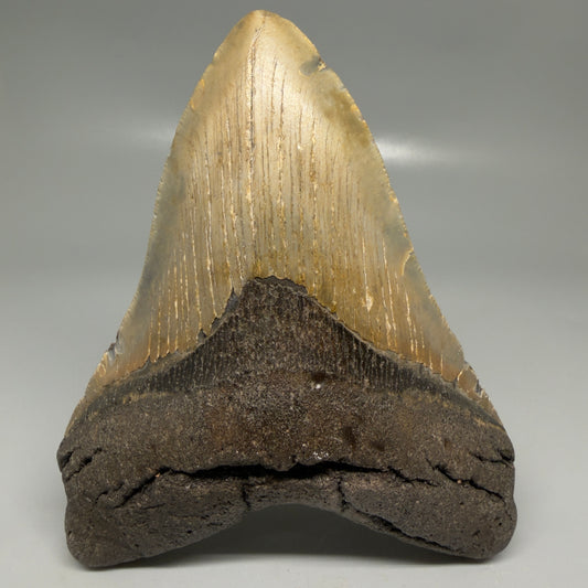 Front View Colorful 5.16" Authentic Megalodon Tooth – North Carolina Fossil | Carcharocles megalodon CM6163