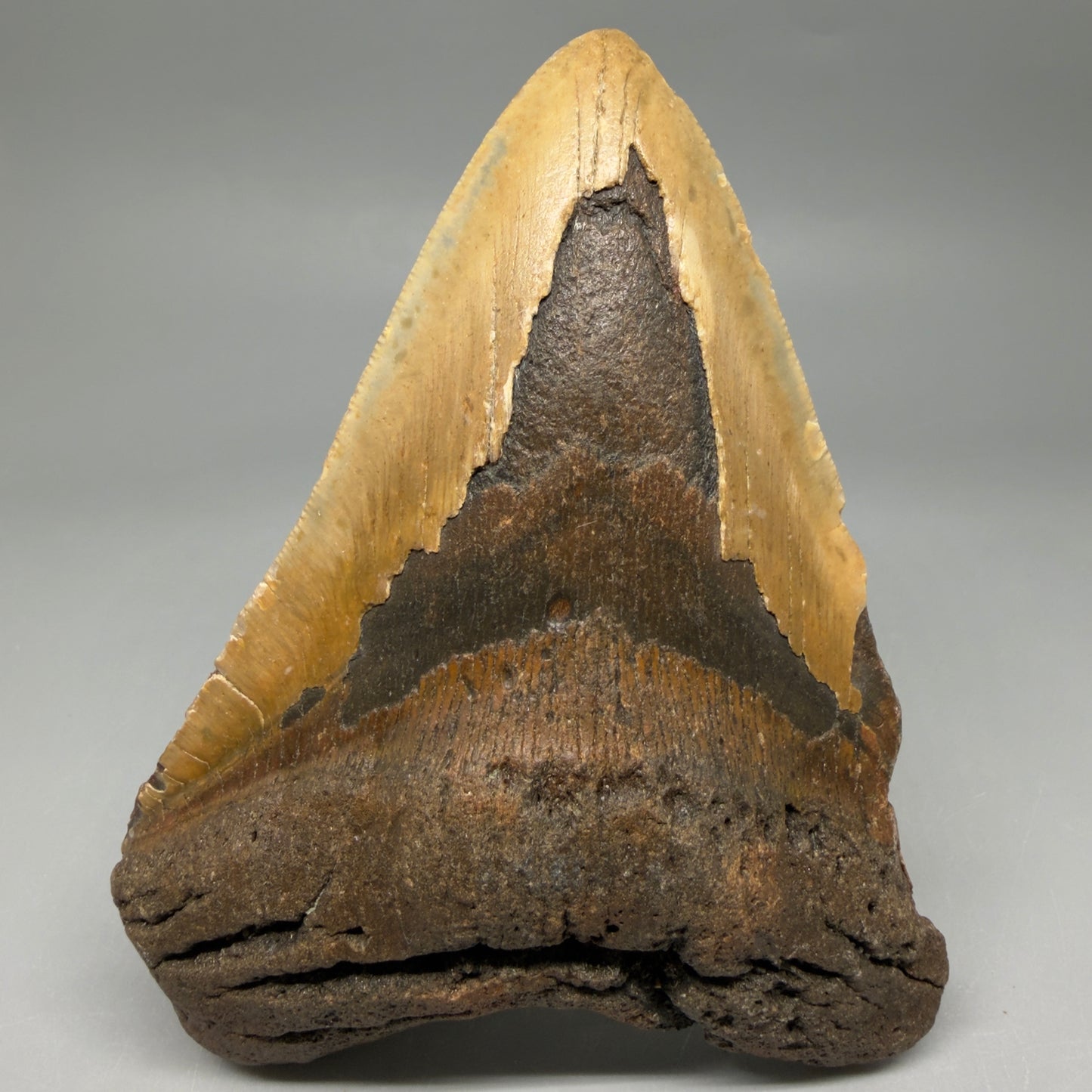 Front View Colorful 5.18" Authentic Megalodon Tooth – North Carolina Fossil | Carcharocles megalodon CM6461 - 1