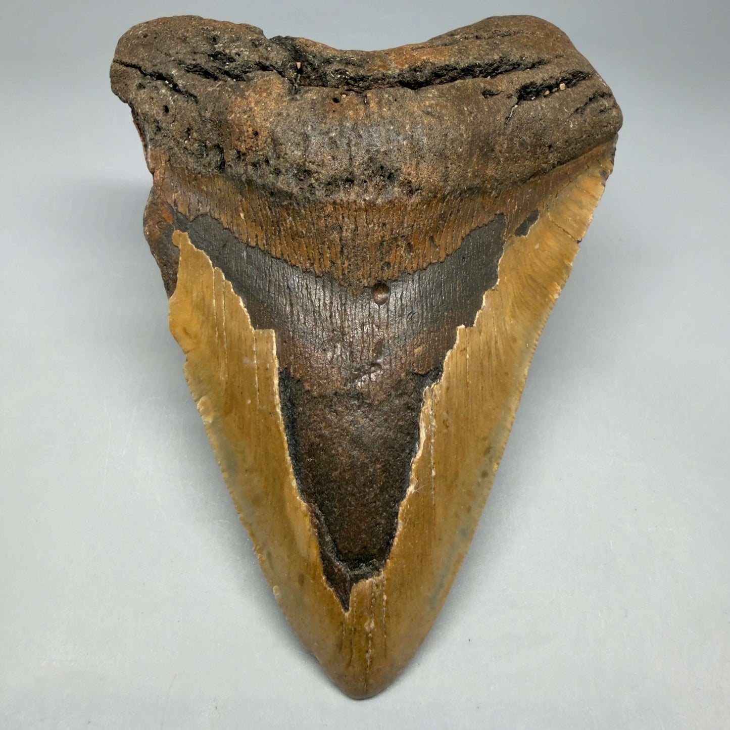 Front View Colorful 5.18" Authentic Megalodon Tooth – North Carolina Fossil | Carcharocles megalodon CM6461