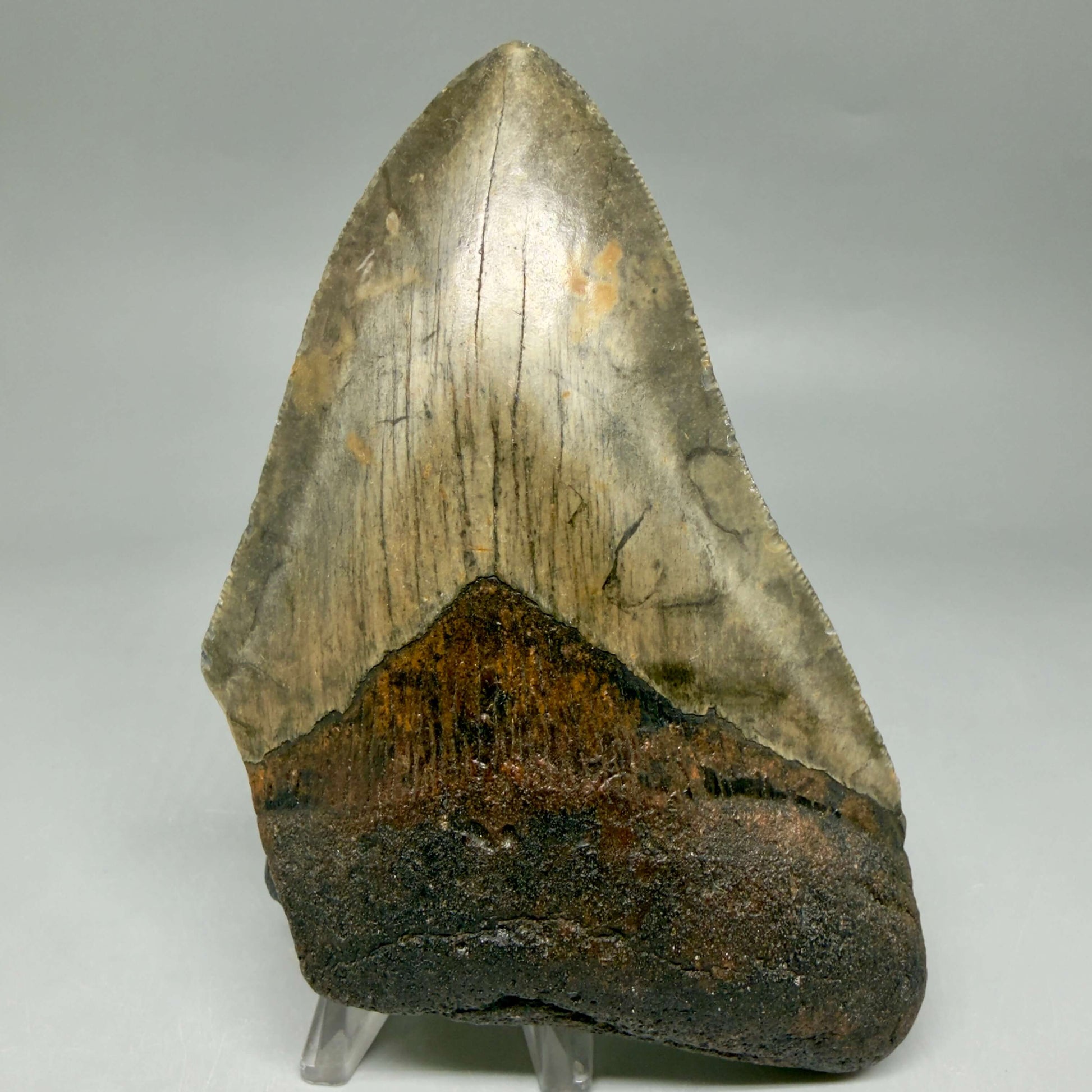 Front View Colorful 5.18" Authentic Megalodon Tooth – North Carolina Fossil | Carcharocles megalodon CM6462 - 1
