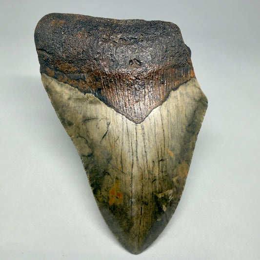 Front View Colorful 5.18" Authentic Megalodon Tooth – North Carolina Fossil | Carcharocles megalodon CM6462