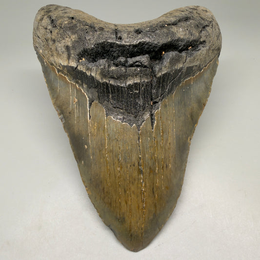 Front View Colorful 5.20" Authentic Megalodon Tooth – North Carolina Fossil | Carcharocles megalodon CM6140