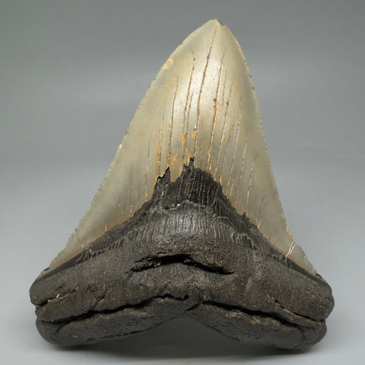 Front View Colorful 5.21" Authentic Megalodon Tooth – North Carolina Fossil | Carcharocles megalodon CM6063