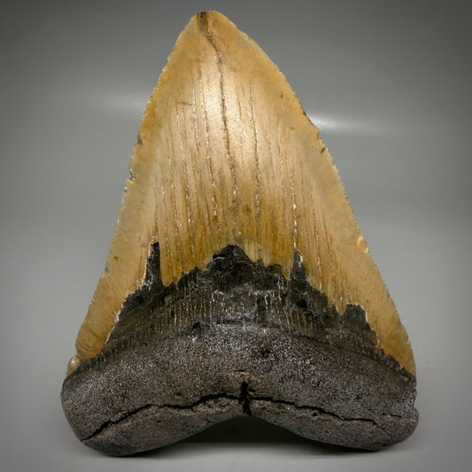 Front View Colorful 5.21" Authentic Megalodon Tooth – North Carolina Fossil | Carcharocles megalodon CM6162