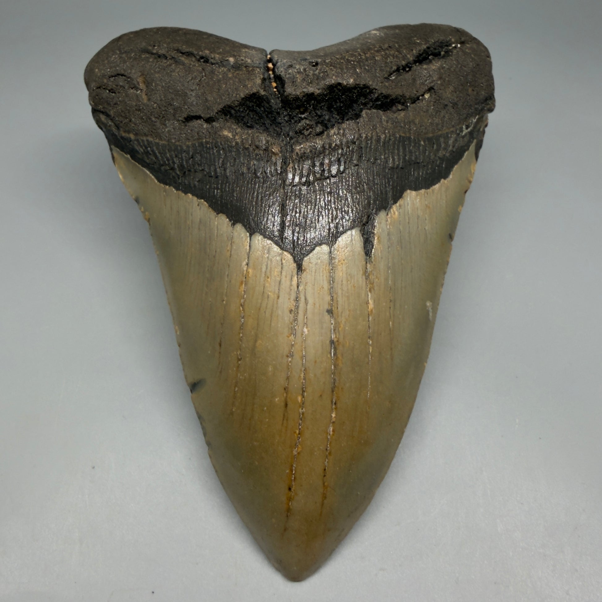 Front View Colorful 5.25" Authentic Megalodon Tooth – North Carolina Fossil | Carcharocles megalodon CM6319