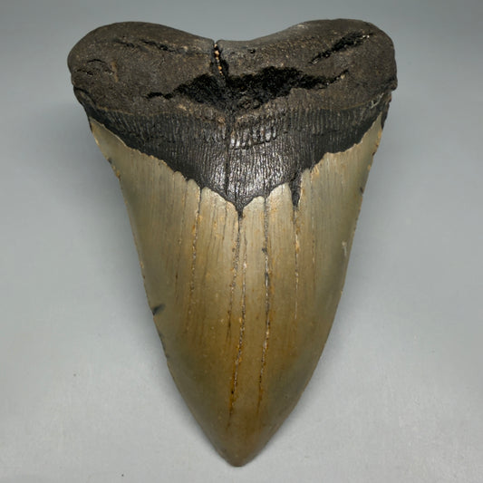 Front View Colorful 5.25" Authentic Megalodon Tooth – North Carolina Fossil | Carcharocles megalodon CM6319