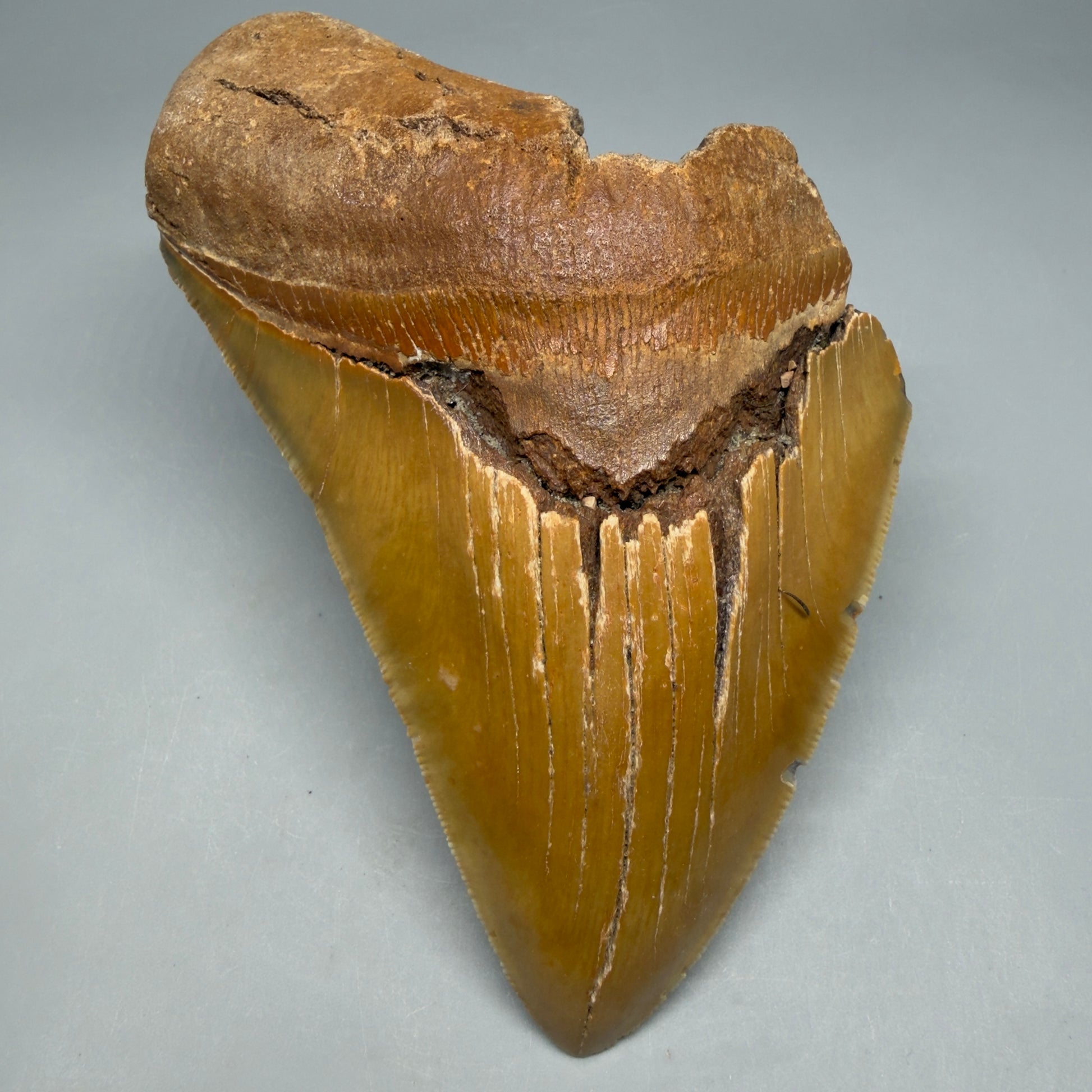 Front View Colorful 5.25" Authentic Megalodon Tooth – North Carolina Fossil | Carcharocles megalodon CM6460 - 1