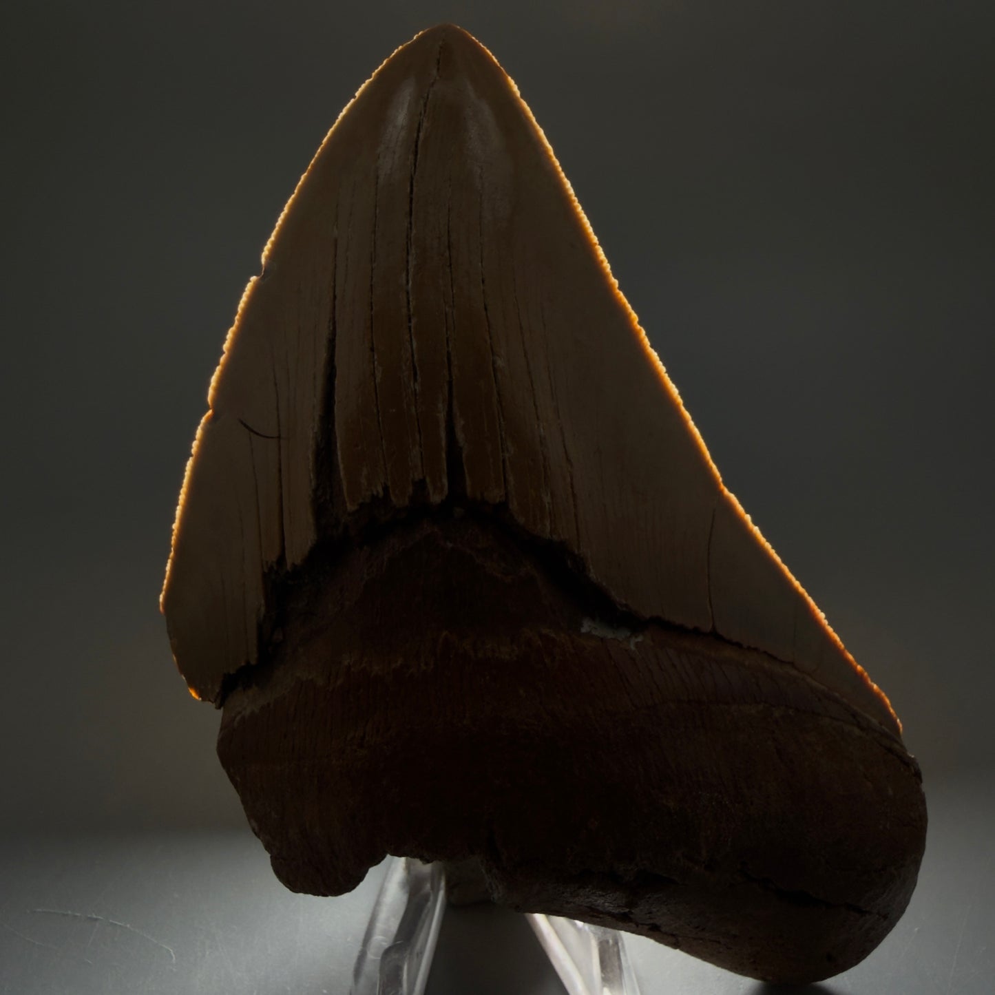 Front View Colorful 5.25" Authentic Megalodon Tooth – North Carolina Fossil | Carcharocles megalodon CM6460 - 2