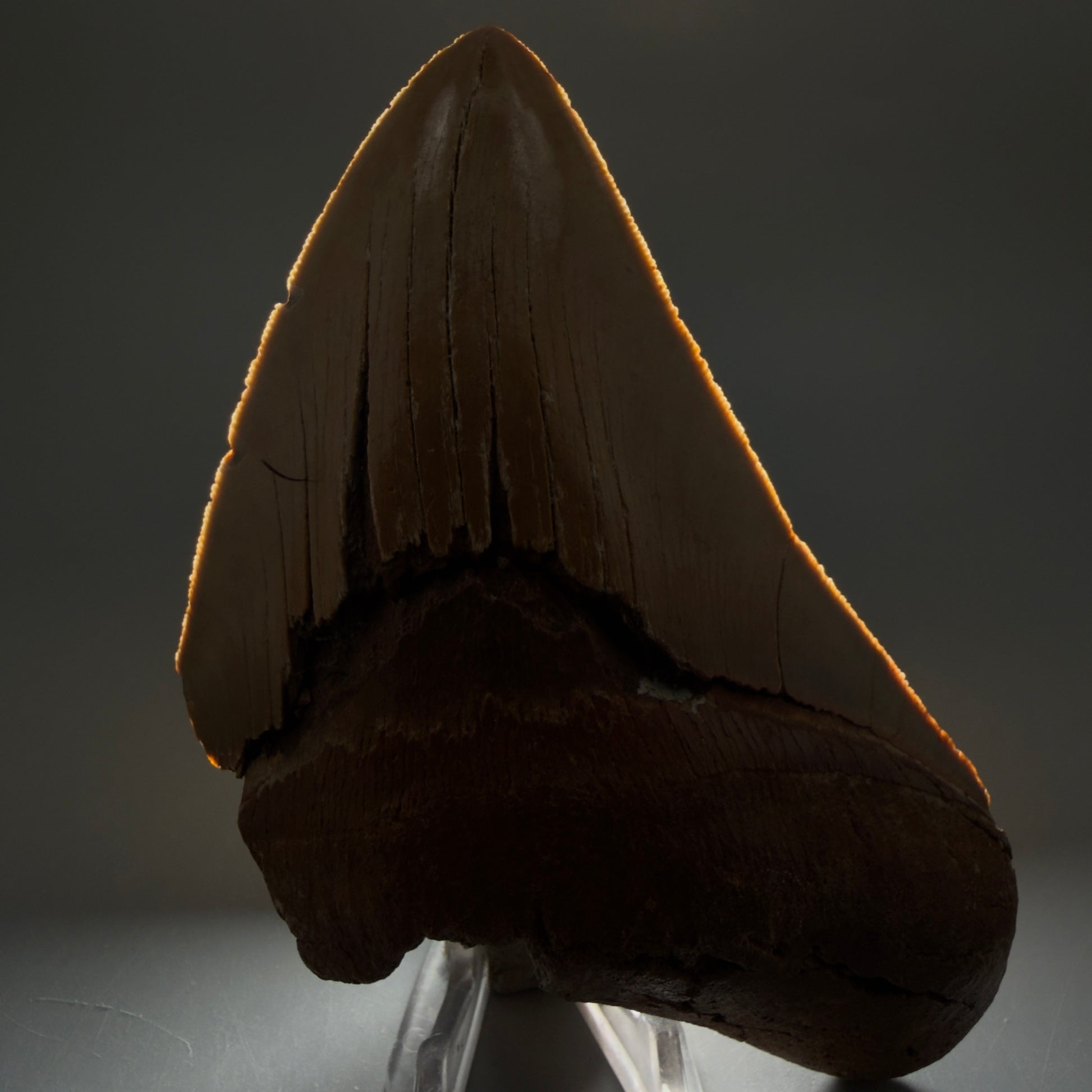 Front View Colorful 5.25" Authentic Megalodon Tooth – North Carolina Fossil | Carcharocles megalodon CM6460 - 2