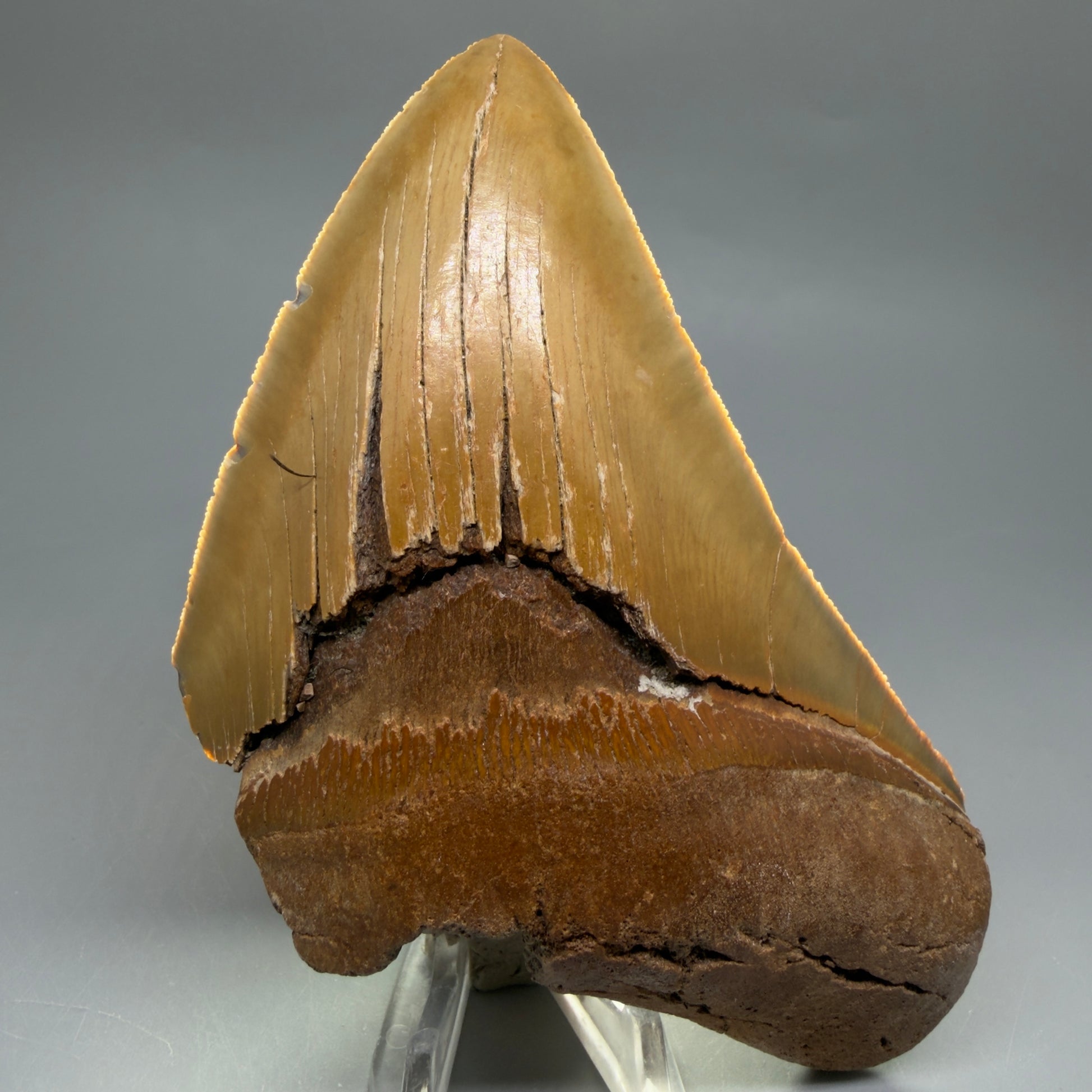 Front View Colorful 5.25" Authentic Megalodon Tooth – North Carolina Fossil | Carcharocles megalodon CM6460 - 3