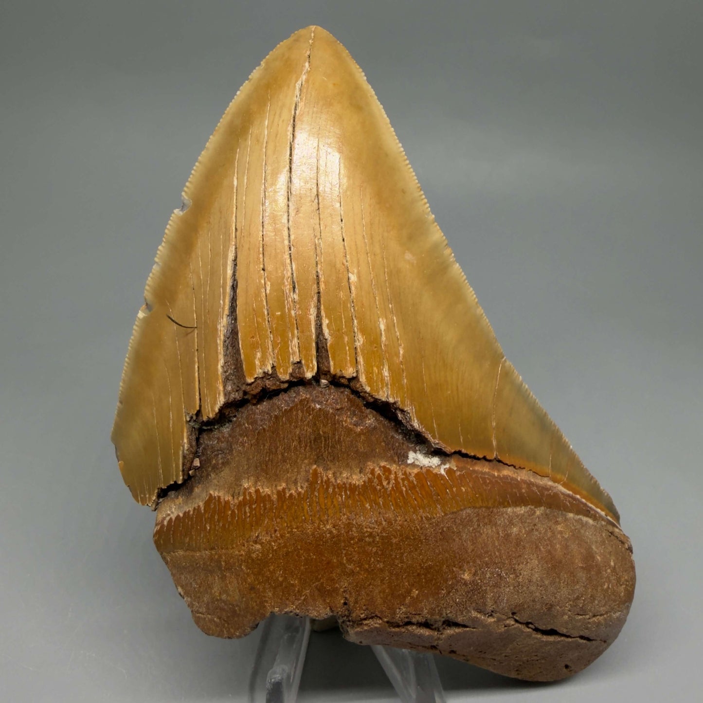 Front View Colorful 5.25" Authentic Megalodon Tooth – North Carolina Fossil | Carcharocles megalodon CM6460