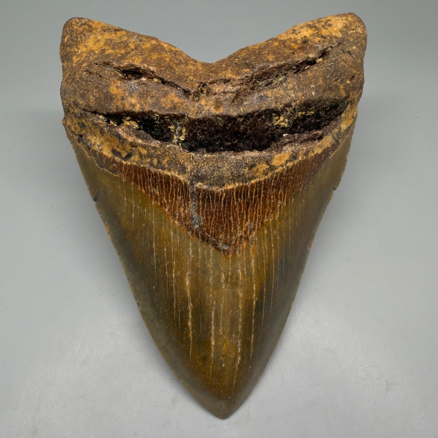 Front View Colorful 5.26" Authentic Megalodon Tooth – North Carolina Fossil | Carcharocles megalodon CM6143