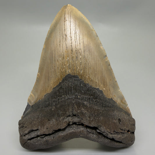 Front View Colorful 5.28" Authentic Megalodon Tooth – North Carolina Fossil | Carcharocles megalodon CM6320