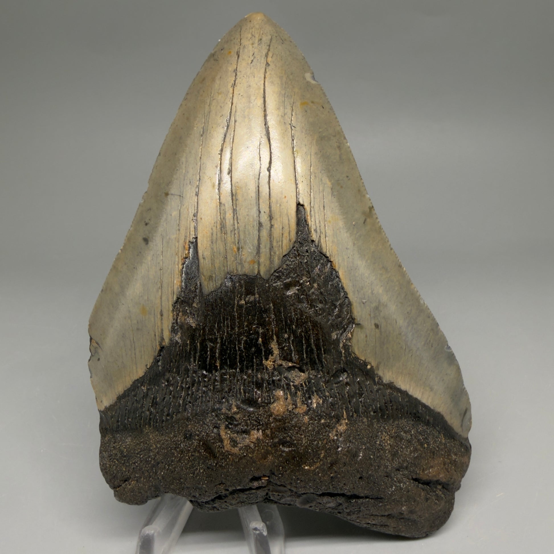 Front View Colorful 5.29" Authentic Megalodon Tooth – North Carolina Fossil | Carcharocles megalodon megalodonteeth.com CM6611