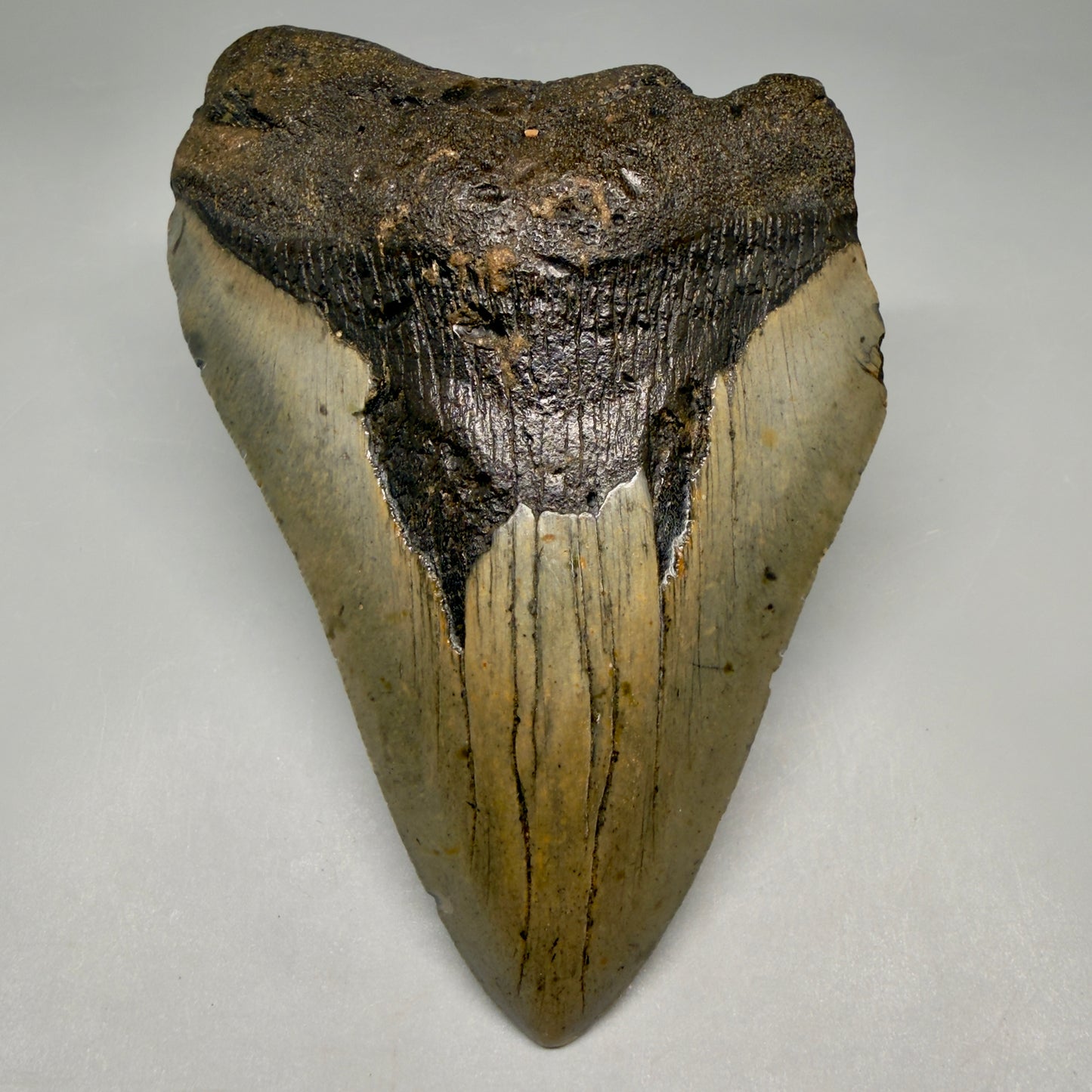 Front View Colorful 5.29" Authentic Megalodon Tooth – North Carolina Fossil | Carcharocles megalodon megalodonteeth.com CM6611 - 1