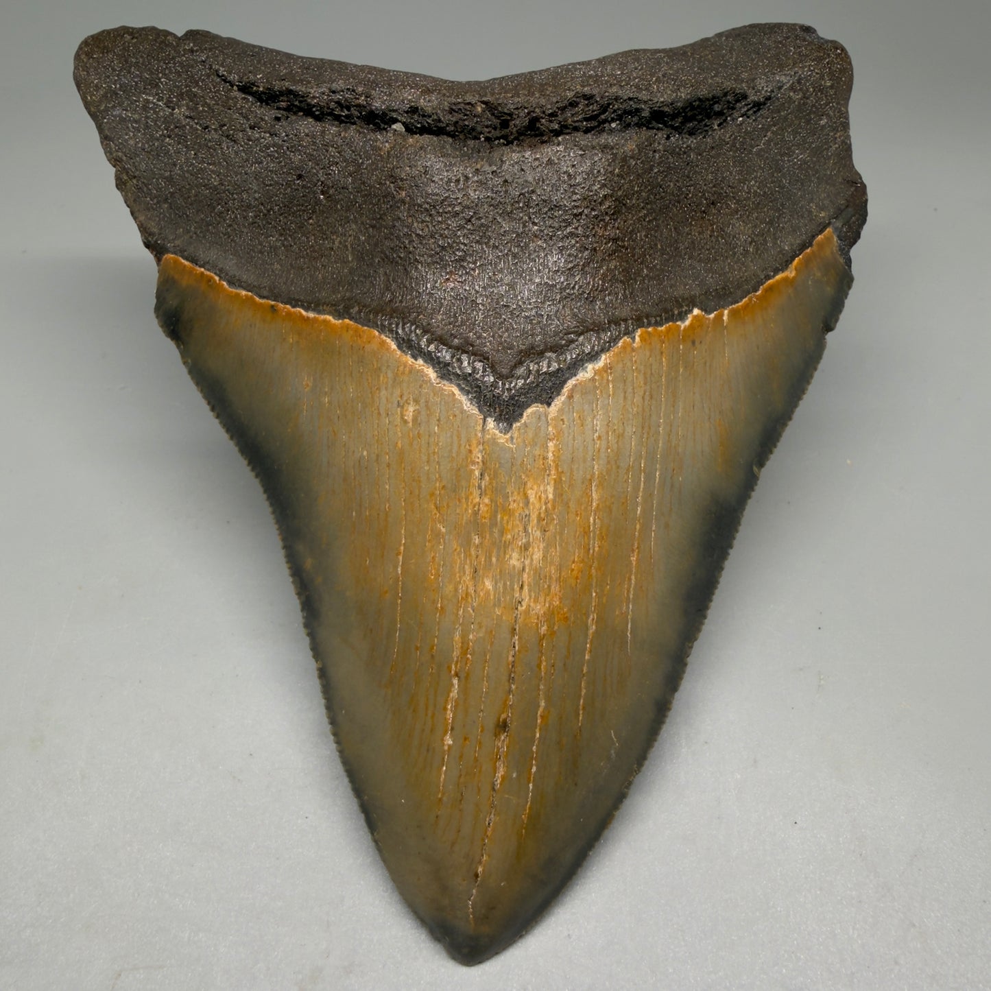 Front View Colorful 5.30" Authentic Megalodon Tooth – North Carolina Fossil | Carcharocles megalodon CM6139