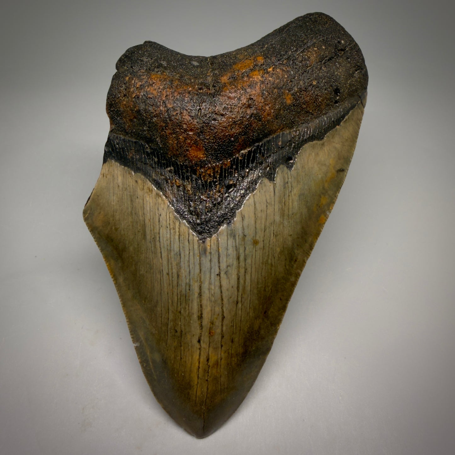Front View Colorful 5.35" Authentic Megalodon Tooth – North Carolina Fossil | Carcharocles megalodon CM6581