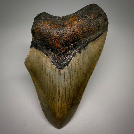 Front View Colorful 5.35" Authentic Megalodon Tooth – North Carolina Fossil | Carcharocles megalodon CM6581