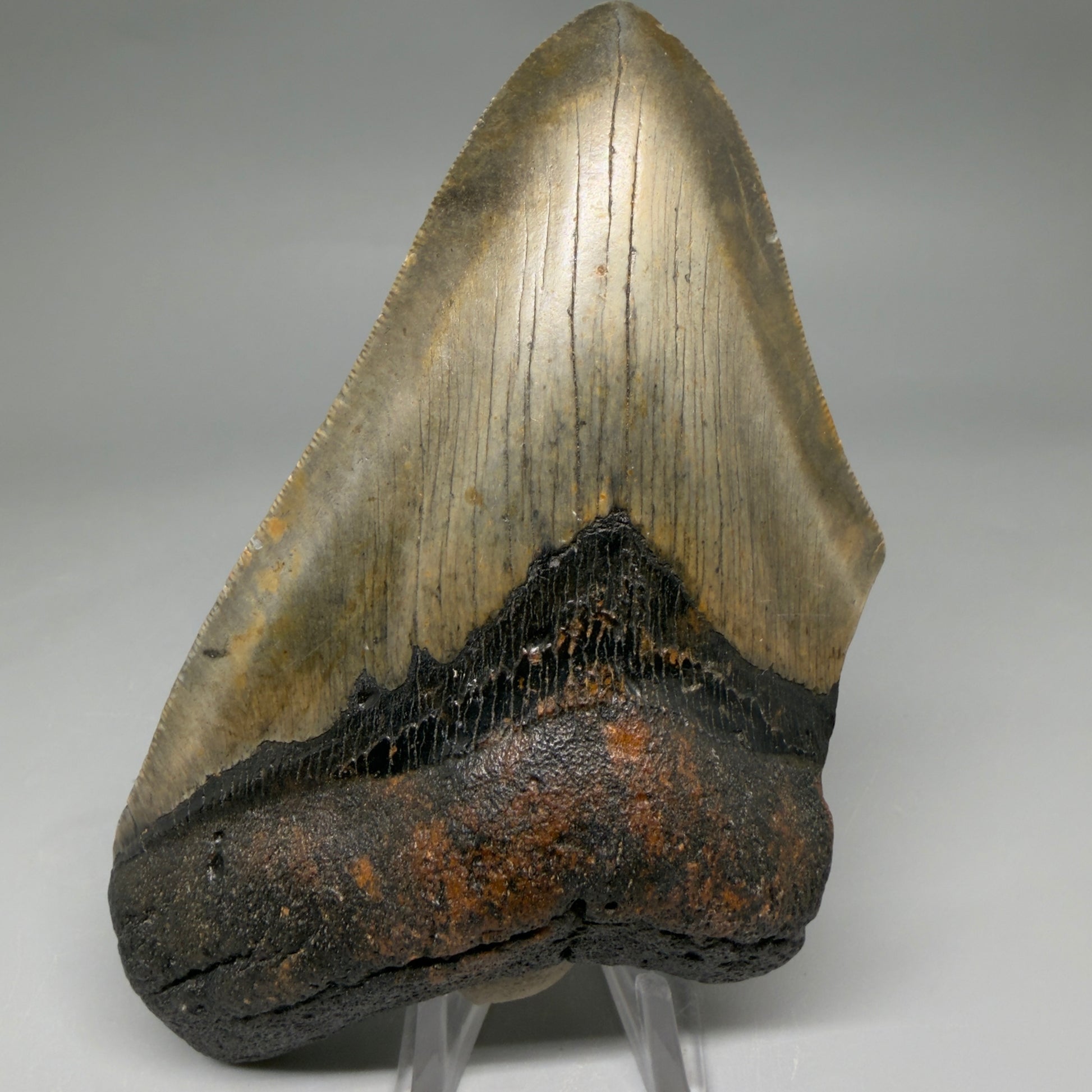 Front View Colorful 5.35" Authentic Megalodon Tooth – North Carolina Fossil | Carcharocles megalodon CM6581 - 1