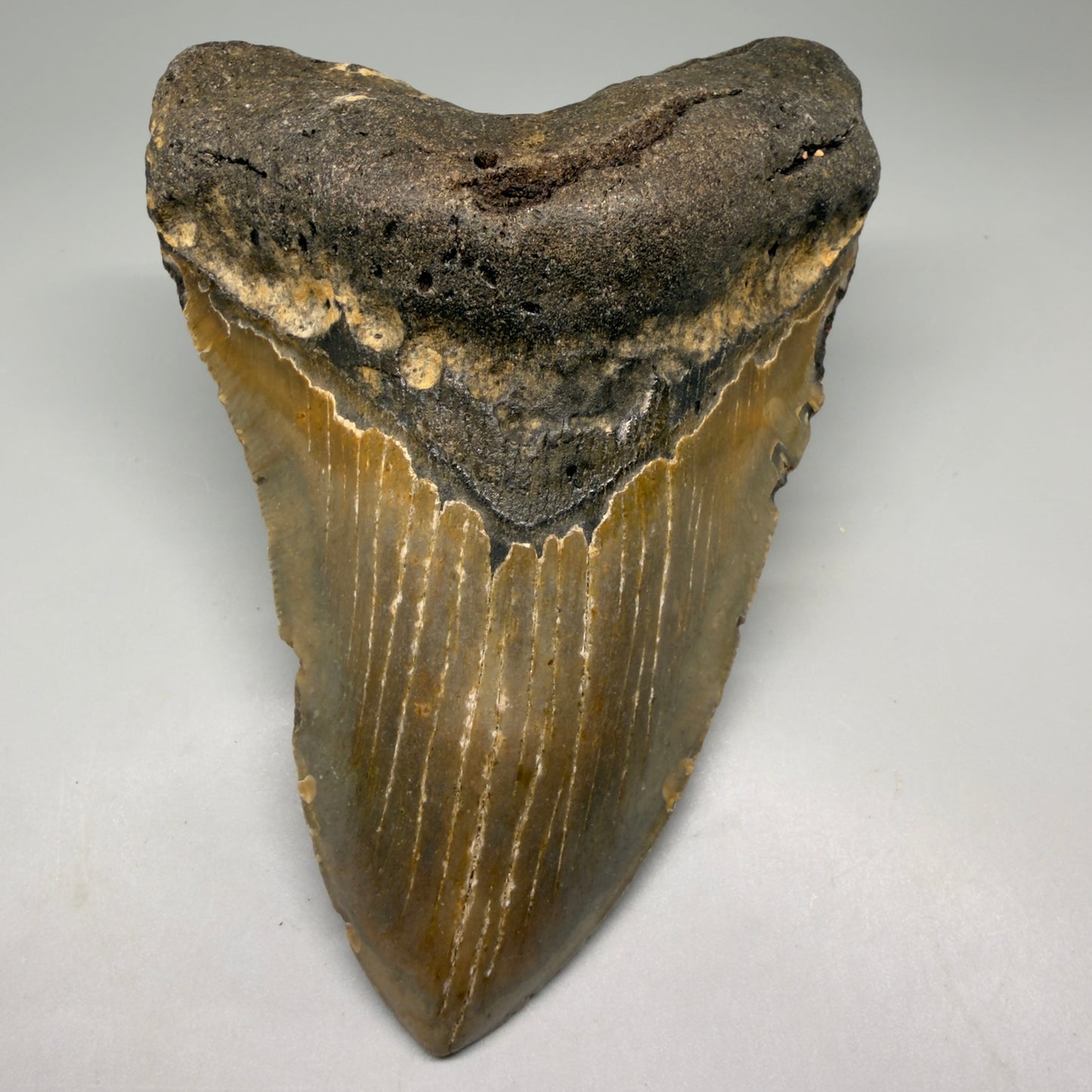 Front View Colorful 5.38" Authentic Megalodon Tooth – North Carolina Fossil | Carcharocles megalodon CM6141